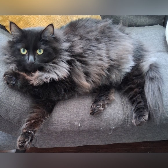 Meet your Posher, Rachel - Picture 3 of 4